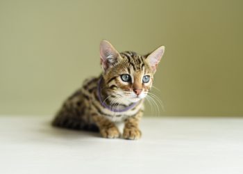 When Can Kittens Leave Their Mom? Vet-Verified Facts & FAQ