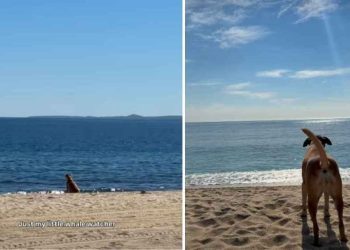 Video: Dog Smells Whales & Identifies Them With a Unique Bark