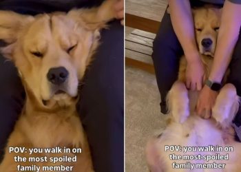 Video of Golden Retriever Getting Spoiled by Owner Melts Hearts