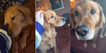 Golden Retriever Proves a Little Sunshine Goes a Long Way in Winter