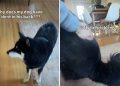 Video: Shiba Inu’s Fur Dent Is Caused by His Own Fluffy Tail