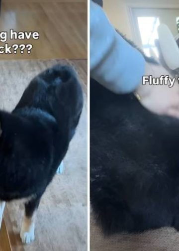 Video: Shiba Inu’s Fur Dent Is Caused by His Own Fluffy Tail