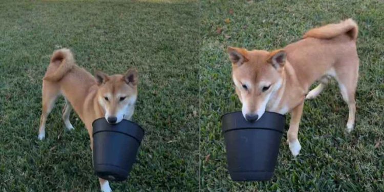 Video Shows Dog Turning Mom’s Flower Pot Into His New Favorite Toy