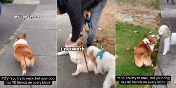 Corgi’s Walk Is Incomplete Without ‘Networking’ With Friends