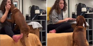 Dog Goes to Mom After Dad Takes Away in Adorable Video