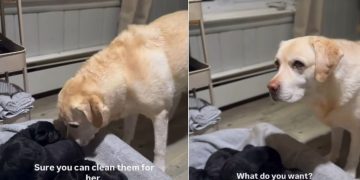 Video of Labdrador Wanting to Help With Newborn Puppies Will Brighten Your Day