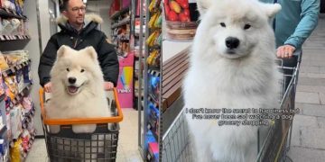 Video of Samoyed on a Grocery Shopping Trip Will Brighten Your Feed