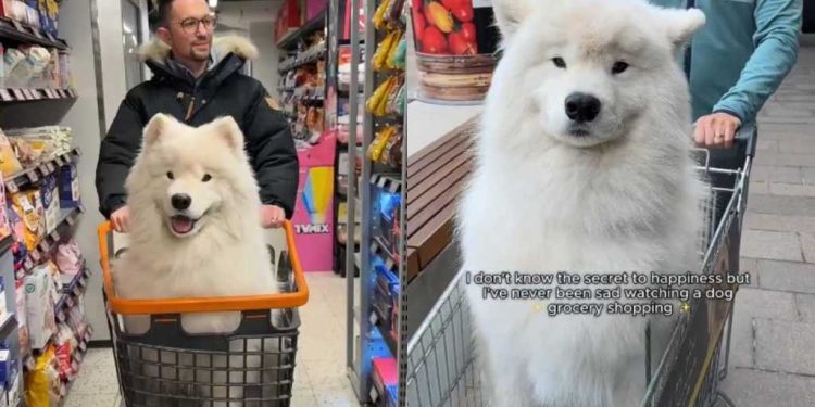 Video of Samoyed on a Grocery Shopping Trip Will Brighten Your Feed