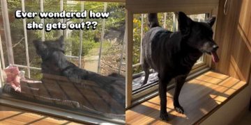Video: Dog’s Reverse Walk Out of the Balcony Is Too Cool