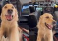 Golden Retriever Is Thrilled to Travel Business Class in Cute Video