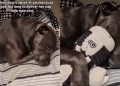 Video Shows Dog’s Reaction to Not Having Bedtime Toy at Her Side