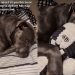 Video Shows Dog’s Reaction to Not Having Bedtime Toy at Her Side