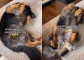 Video: Dog Wiggles His Paws While He Waits for Belly Rubs