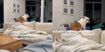 Dog Reacts Immediately to ‘Disrespect’ in Cute Video