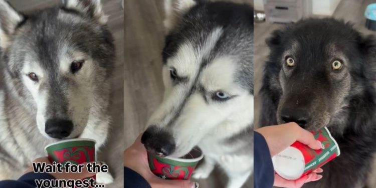 Video: Dogs’ Pup Cup-Eating Session Comes to a Hilarious End