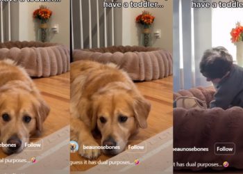 Video: Golden Retriever Does This While His Bed Is Being Used by the Toddler