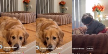 Video: Golden Retriever Does This While His Bed Is Being Used by the Toddler