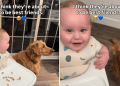 Video: Golden Retriever Makes Baby Laugh Endlessly by Doing Just This