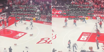 Wheelchair Corgi Wins Friendly Dog Race in Viral Video