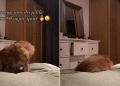 Dog Has to Take a Set Number of Circles Before Nap Time