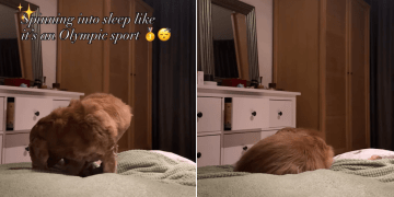 Dog Has to Take a Set Number of Circles Before Nap Time