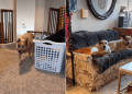 Video of Dogs Reacting to the Idea of Spending Time With Mom