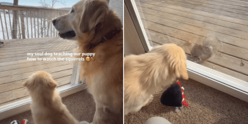 Video: Golden Retriever Teaches Puppy the Best Way to Watch Squirrels