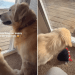 Video: Golden Retriever Teaches Puppy the Best Way to Watch Squirrels