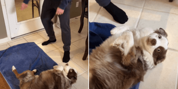 Video Shows Dog Fully Cooperating While Getting Paws Dried