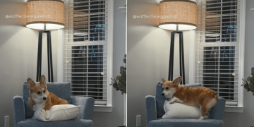 Video Shows Why Dog Has a Hard Time Getting Comfy on Chairs