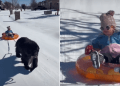 Video Shows Big Dog Helping Tiny Human Experience Sledding