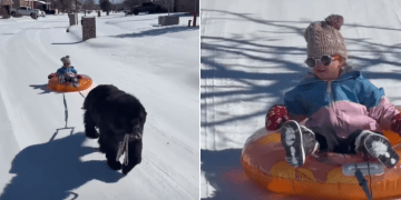 Video Shows Big Dog Helping Tiny Human Experience Sledding