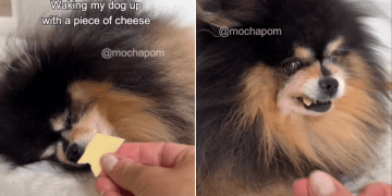 Video of Dog Waking up to the Scent of Cheese Will Make Your Day