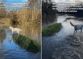 Dog Gets to Swim on His Walk in Adorable Video