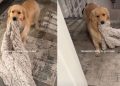 Video: Golden Retriever Drops a Big Hint When it’s Time to Go to Bed