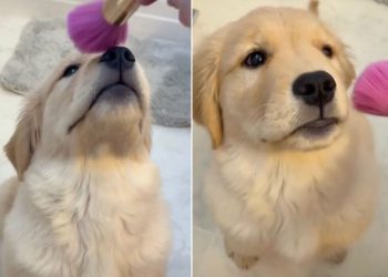 Video: Golden Retriever Puppy Sweetly Waits Her Turn for Makeup
