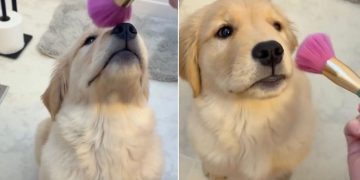 Video: Golden Retriever Puppy Sweetly Waits Her Turn for Makeup