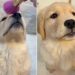 Video: Golden Retriever Puppy Sweetly Waits Her Turn for Makeup