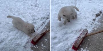 Golden Retriever Puppy ‘Protects the Snow’ From Owner in Adorable Video