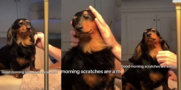 Dog Believes in Good Morning Scratches in Cute Video