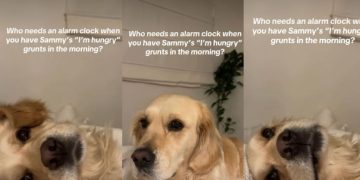 Golden Retriever’s ‘I’m Hungry’ Grunts Make up for Alarm Clock