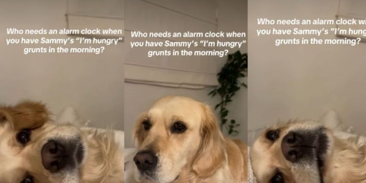 Golden Retriever’s ‘I’m Hungry’ Grunts Make up for Alarm Clock