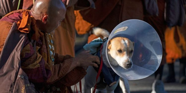 Video: Aloka the Peace Dog Enjoys a Light Walk Post Surgery