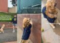 Video: Golden Retriever Goes on Tennis Ball Hunt With His Humans
