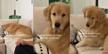 Video: Golden Retriever Is Clearly Upset After Owners Don’t Share Dinner