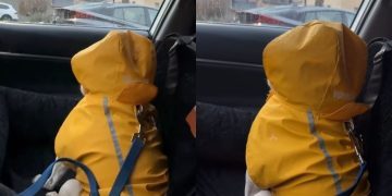 Video: Pug Shows He’s Upset at Owner With One Funny Move