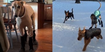 Video: Dog Feels ‘Betrayed’ About Snow Boots Mom Put on Him