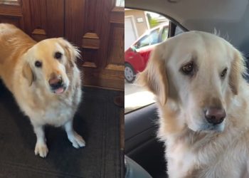 Video: Golden Retriever’s ‘Highlight of the Day’ Will Make Your Day