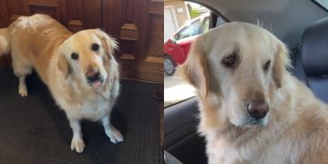 Video: Golden Retriever’s ‘Highlight of the Day’ Will Make Your Day