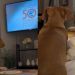 Video: Dog’s Movie Night Ritual in Bed Has the Perfect Ending